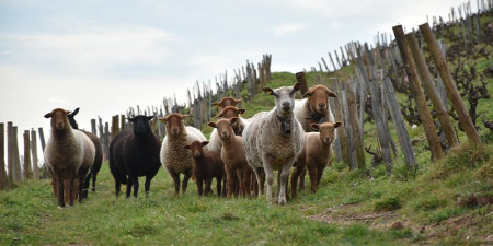 un domaine viticole converti en agriculture biologique, beaujolais